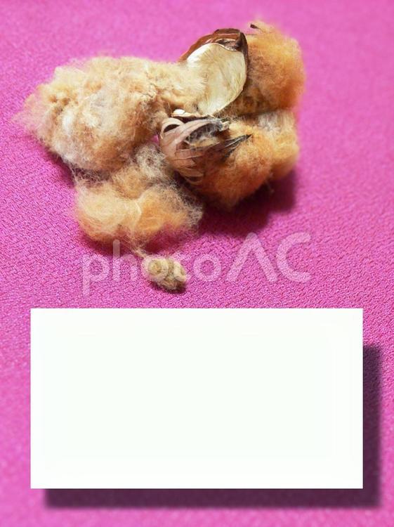 ブラウンコットンの種　文字入れ 綿,木綿,茶綿の写真素材