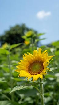 夏の花・向日葵 夏の花・向日葵の写真