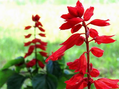 サルビア サルビア サルビア,蜜,花壇の写真素材