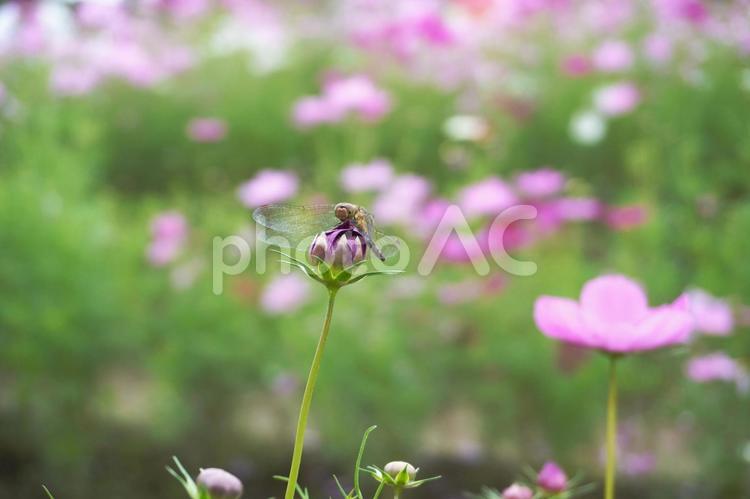 コスモスの蕾にとまるトンボ01 コスモス,コスモス畑,蕾の写真素材