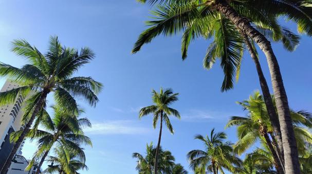 ヤシの木とハワイの青空 ヤシの木とハワイの青空 ヤシの木,ハワイ,青空の写真素材
