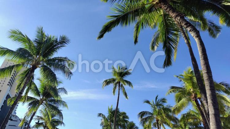 ヤシの木とハワイの青空 ヤシの木,ハワイ,青空の写真素材