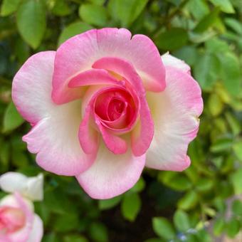 薄いピンク色の縁取りのバラの花 薄いピンク色の縁取りのバラの花の写真