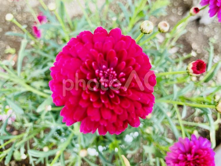 マーガレット(マリー)のアップ 花,マーガレット,キク科の写真素材