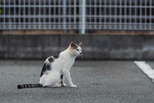 一点をじーっと見つめる牛柄猫 牛柄猫,cawcat,ハチワレ猫の写真素材