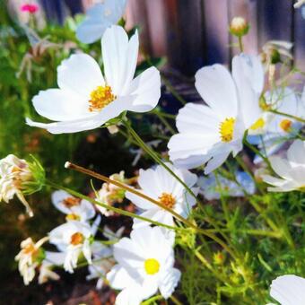 カモミール お花,ガール,ローマカミツレの写真素材