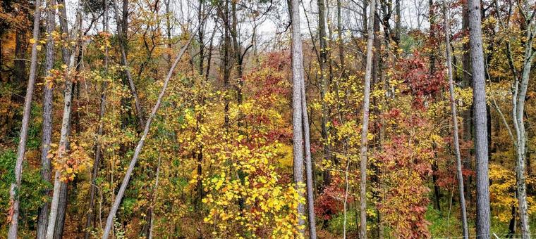 紅葉 アメリカ2 紅葉,森,林の写真素材