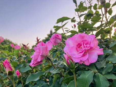 夕方の薔薇 夕方の薔薇の写真