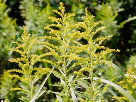【花の写真】セイタカアワダチソウ セイタカアワダチソウ,背高泡立草,黄色の写真素材
