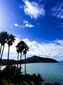 瀬戸内海の海とヤシの木の風景 海,椰子の木,青空の写真素材