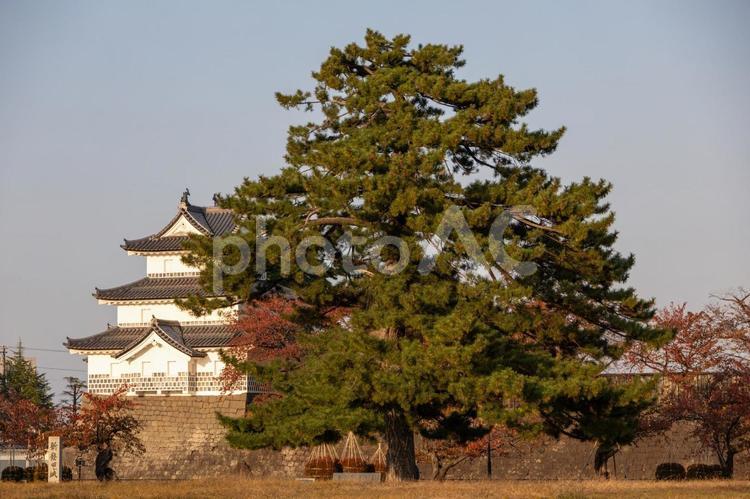 新潟新発田城と大きな松の木と紅葉と夕暮れ 新潟,新発田城,大きいの写真素材