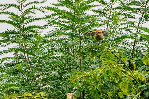 モズの若鳥⑼の写真