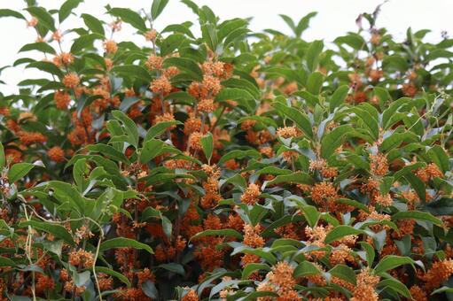 緑の葉とオレンジ色の花の金木製の木 緑,葉,オレンジ色の写真素材