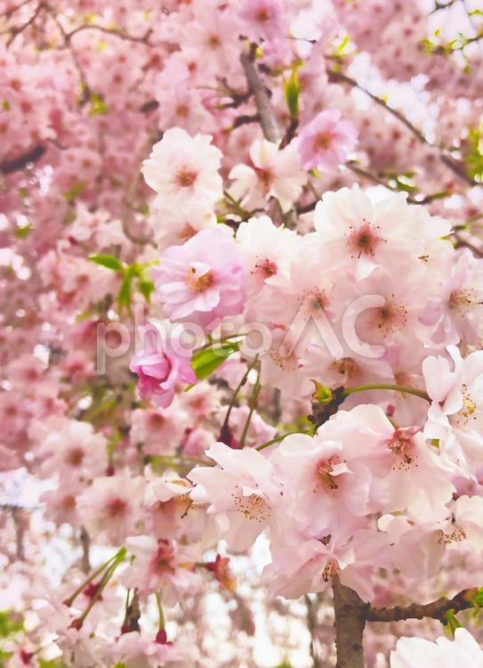 枝垂れ桜のアップ（縦） 桜,花,ピンクの写真素材