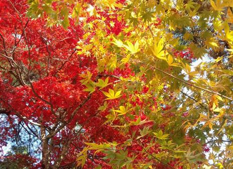 赤と黄色の紅葉 赤と黄色の紅葉の写真