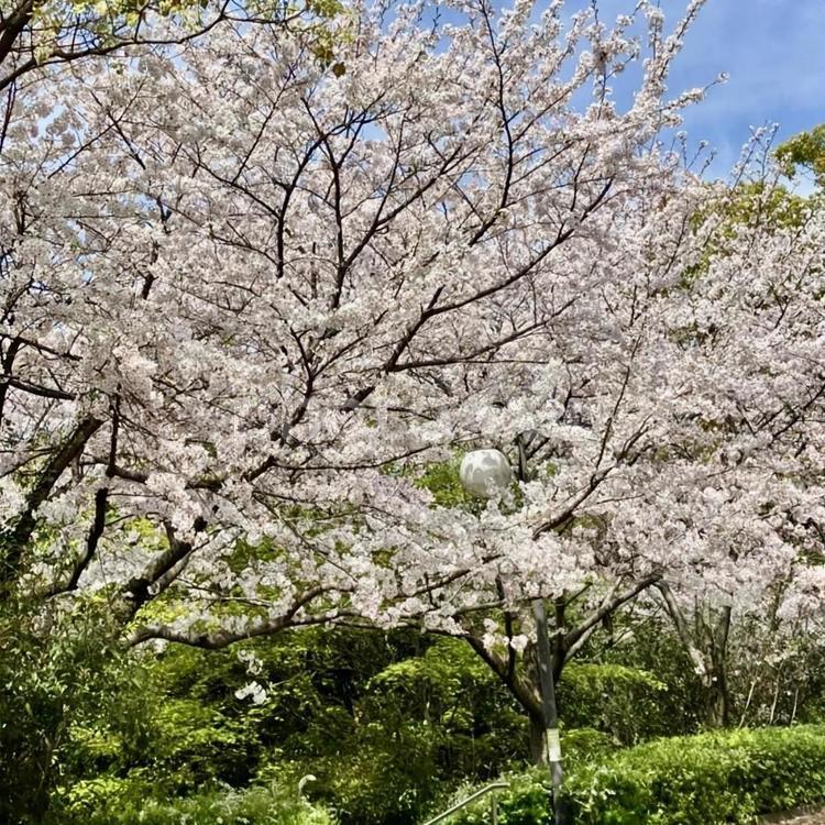 桜の木 桜,景色,公園の写真素材