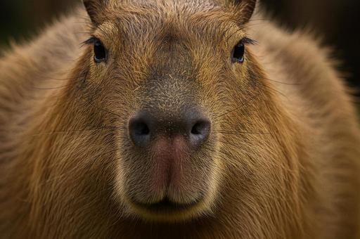 カピバラの顔 カピバラの顔の写真