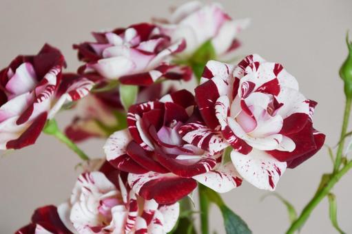 Photo, spray bulk, red, red and white, 