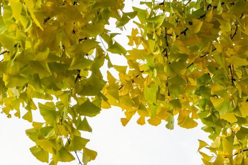 多賀神社のイチョウ⒁ 秋,樹木,イチョウの写真素材
