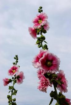 6月上旬の仏生山公園のタチアオイの花 6月上旬の仏生山公園のタチアオイの花 タチアオイ,花,植物の写真素材