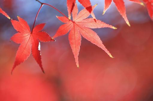 色づく紅葉 色づく紅葉の写真