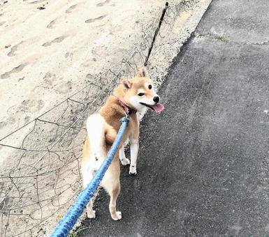 目線くれる犬 目線くれる犬 犬,柴犬,シバイヌの写真素材