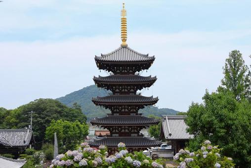 6月中旬の法然寺の五重塔とアジサイの花 6月中旬の法然寺の五重塔とアジサイの花の写真