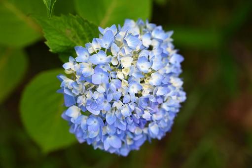 2025年5月に見つけたアジサイの花 2025年5月に見つけたアジサイの花の写真