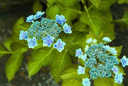 しっとりとした6月に似合う紫陽花の写真