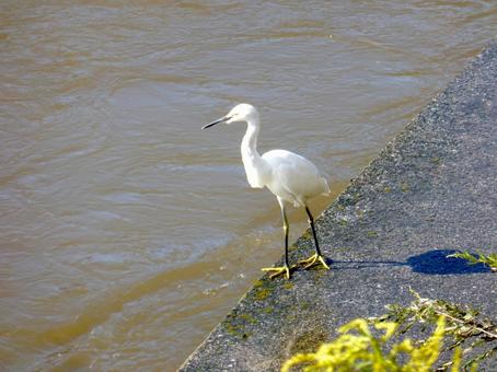 増水した河川の護岸で採餌するコサギ コサギ,鳥,鳥類の写真素材