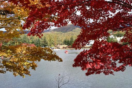 長野県の蓼科湖畔の散策路からの秋の紅葉 長野県,湖,湖畔の写真素材