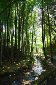 医王山 油山寺参道 医王山 油山寺参道 油山寺,参道,境内の写真素材