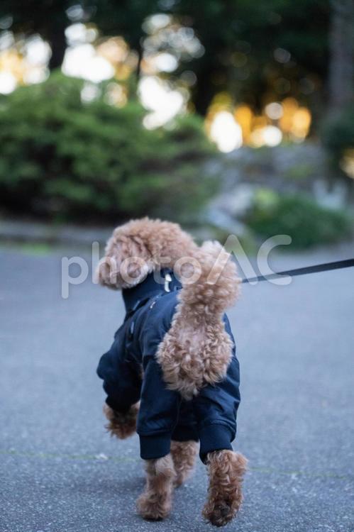 秋の公園で散歩するトイプードル トイプードル,トイプー,秋の写真素材