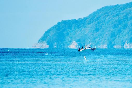 秋の海面をジャンプするブリの子 秋の海面をジャンプするブリの子 ブリ,ブリの子,ワカナの写真素材