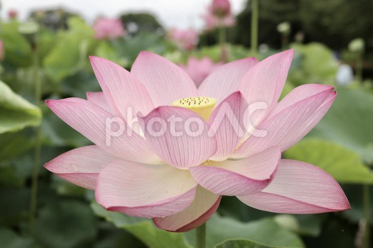 古代蓮の里のハスの花 ５ ハス,はす,ハスの花の写真素材