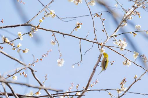 A Japanese white-eye pecking at plum blossoms, JPG