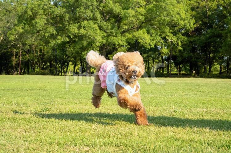 夏の公園で遊ぶトイプードル トイプードル,トイプー,夏の写真素材