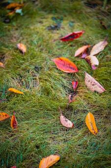 北海道　秋の風景 北海道,北,札幌市の写真素材