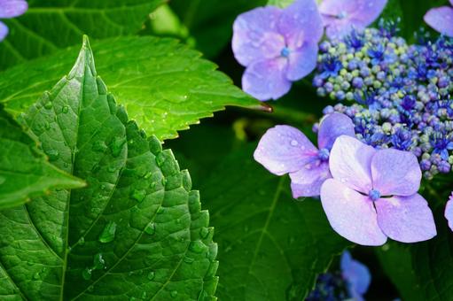 ガクアジサイの花と葉っぱ ガクアジサイの花と葉っぱ ガクアジサイ,花,植物の写真素材