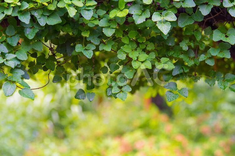 雨に濡れた植物 葉,梅雨,雨季の写真素材