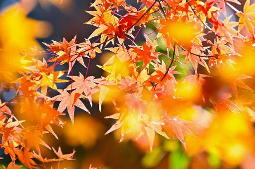 美しいもみじの紅葉風景 美しいもみじの紅葉風景の写真