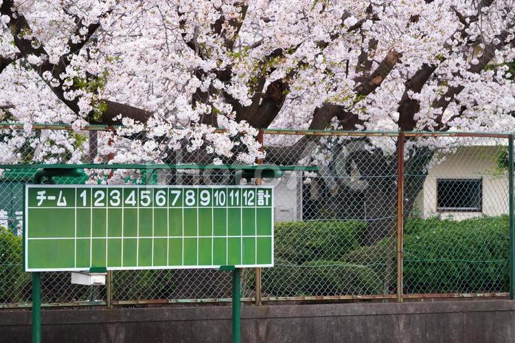 桜の下に点数なしの点数版 桜,ピンク,点数版の写真素材