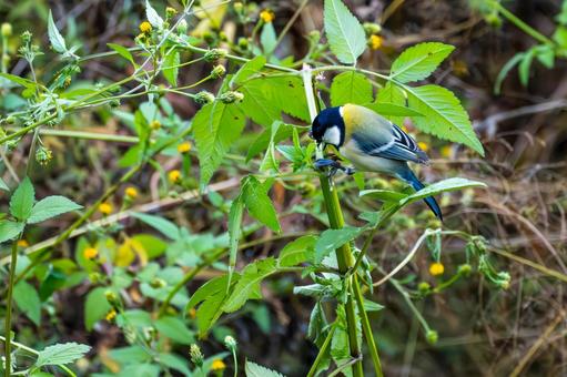 シジュウカラ(98)の写真