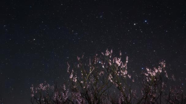 星空に舞う梅の花 星空に舞う梅の花の写真