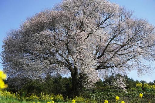 佐賀 武雄 馬場の山桜遠景11 佐賀 武雄 馬場の山桜遠景11の写真
