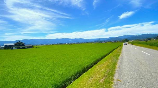 夏の田園風景(富山・南砺市):13 夏の田園風景(富山・南砺市):13 田,田園,田んぼの写真素材