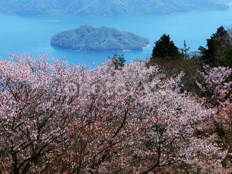瀬戸内海の風景　桜と海 瀬戸内海,海,島の写真素材