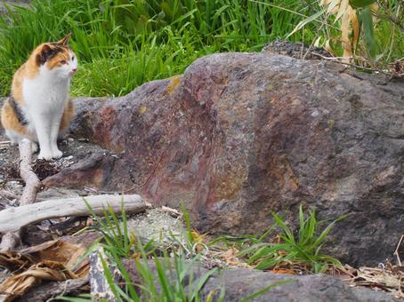野良猫 野良猫の写真