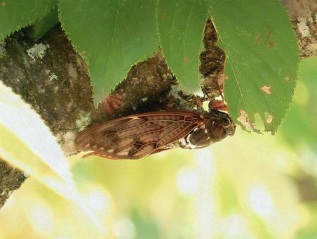 【昆虫写真】アブラゼミ(油蝉) 【昆虫写真】アブラゼミ(油蝉)の写真