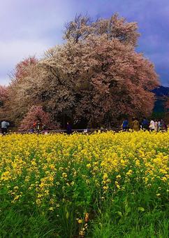 春爛漫 桜,菜の花,一本桜の写真素材